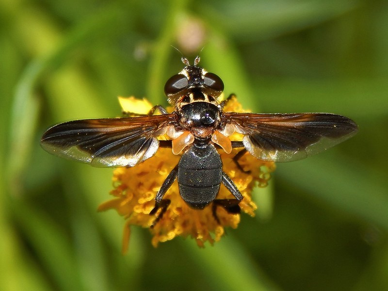 Trichopoda pennipes (Tachinidae)